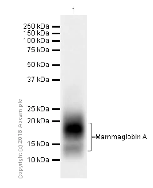 Western blot - Anti-Mammaglobin A antibody [EPR9092] (AB150359)