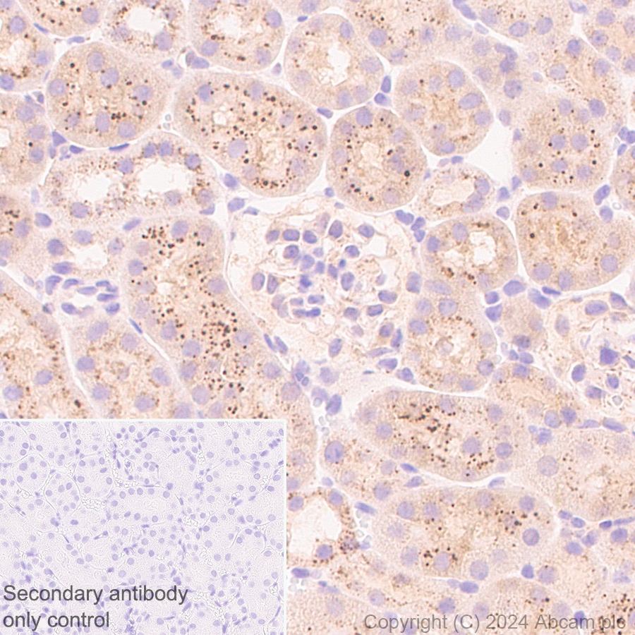 Immunohistochemistry (Formalin/PFA-fixed paraffin-embedded sections) - Anti-MANBA antibody [EPR27977-48] (ab317496), expandable thumbnail