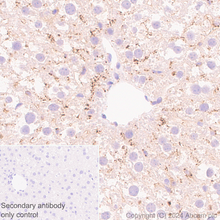 Immunohistochemistry (Formalin/PFA-fixed paraffin-embedded sections) - Anti-MANBA antibody [EPR27977-48] (ab317496), expandable thumbnail