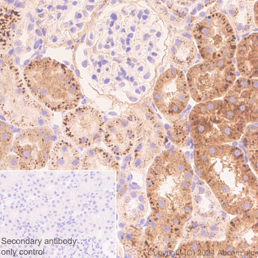 Immunohistochemistry (Formalin/PFA-fixed paraffin-embedded sections) - Anti-MANBA antibody [EPR27977-48] (ab317496), expandable thumbnail