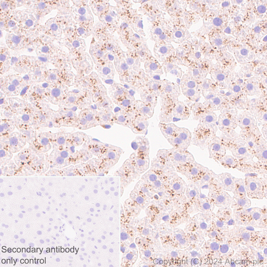 Immunohistochemistry (Formalin/PFA-fixed paraffin-embedded sections) - Anti-MANBA antibody [EPR27977-48] (AB317496), expandable thumbnail