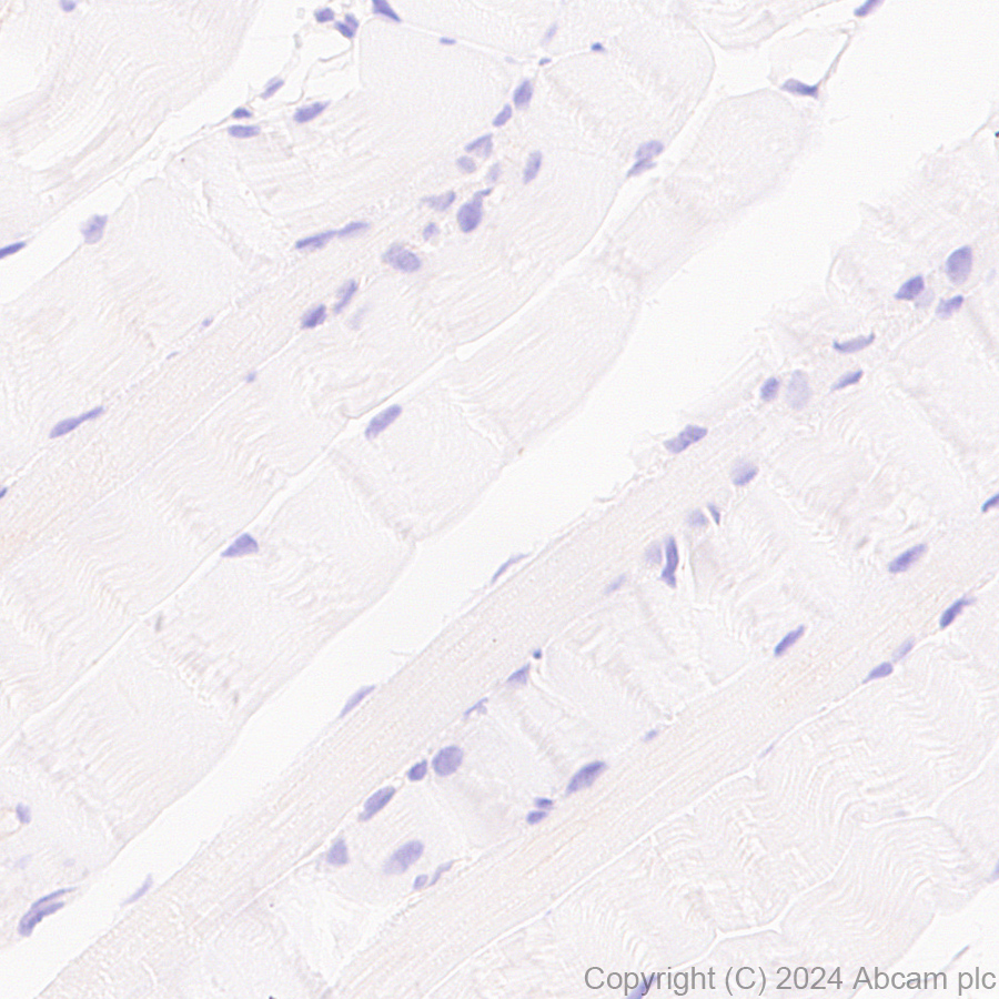 Immunohistochemistry (Formalin/PFA-fixed paraffin-embedded sections) - Anti-MANBA antibody [EPR27977-48] (AB317496), expandable thumbnail