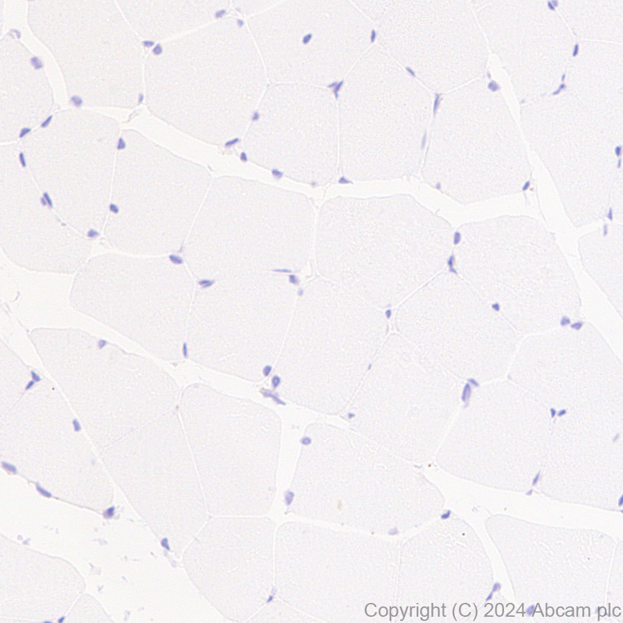 Immunohistochemistry (Formalin/PFA-fixed paraffin-embedded sections) - Anti-MANBA antibody [EPR27977-48] (AB317496), expandable thumbnail