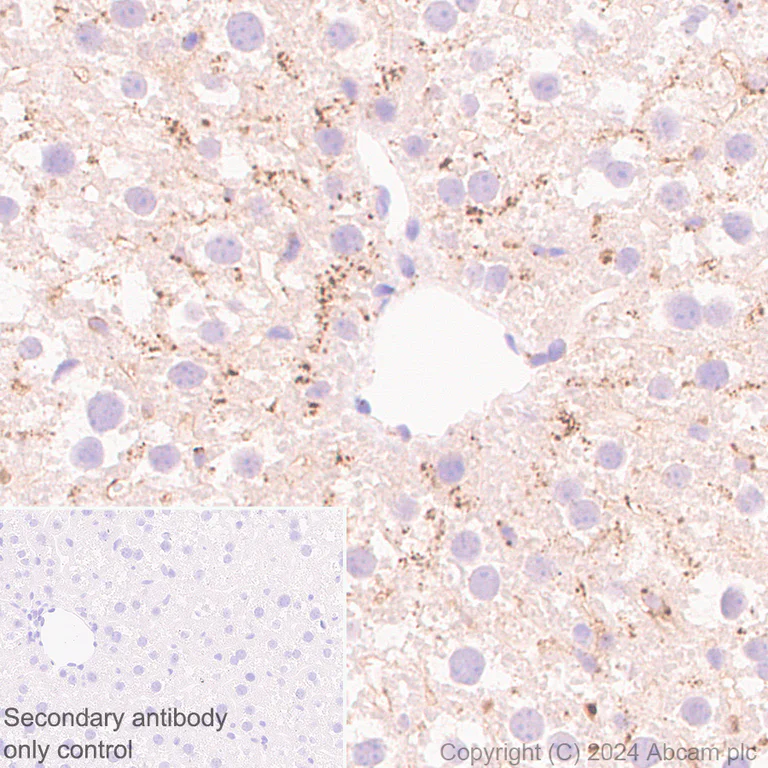 Immunohistochemistry (Formalin/PFA-fixed paraffin-embedded sections) - Anti-MANBA antibody [EPR27977-48] - BSA and Azide free (AB317497)