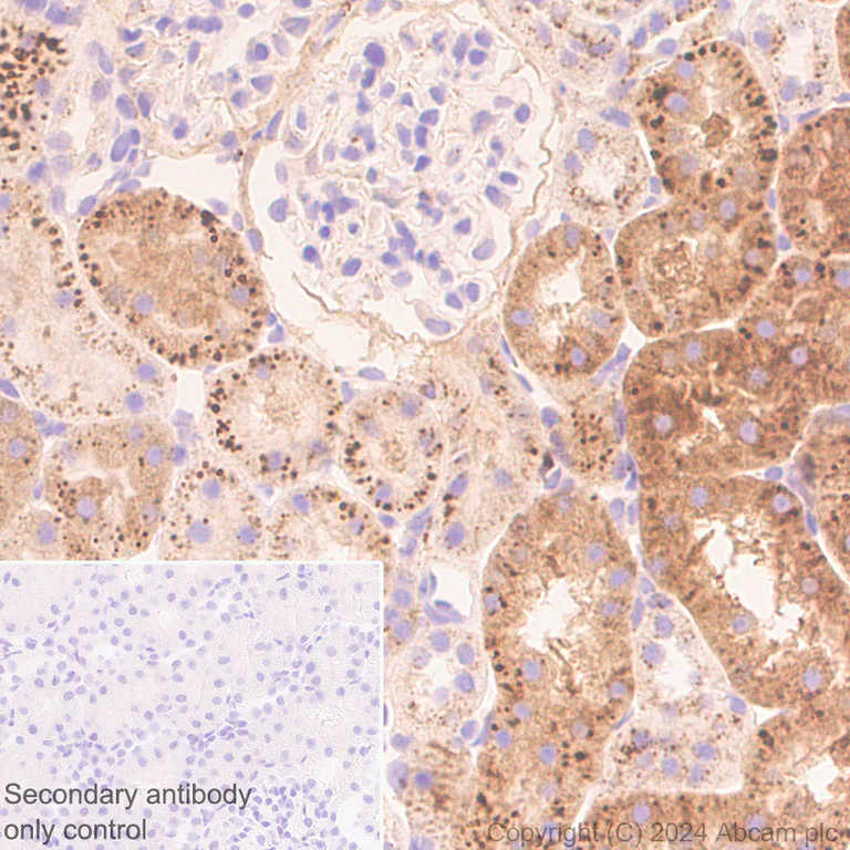 Immunohistochemistry (Formalin/PFA-fixed paraffin-embedded sections) - Anti-MANBA antibody [EPR27977-48] - BSA and Azide free (AB317497)