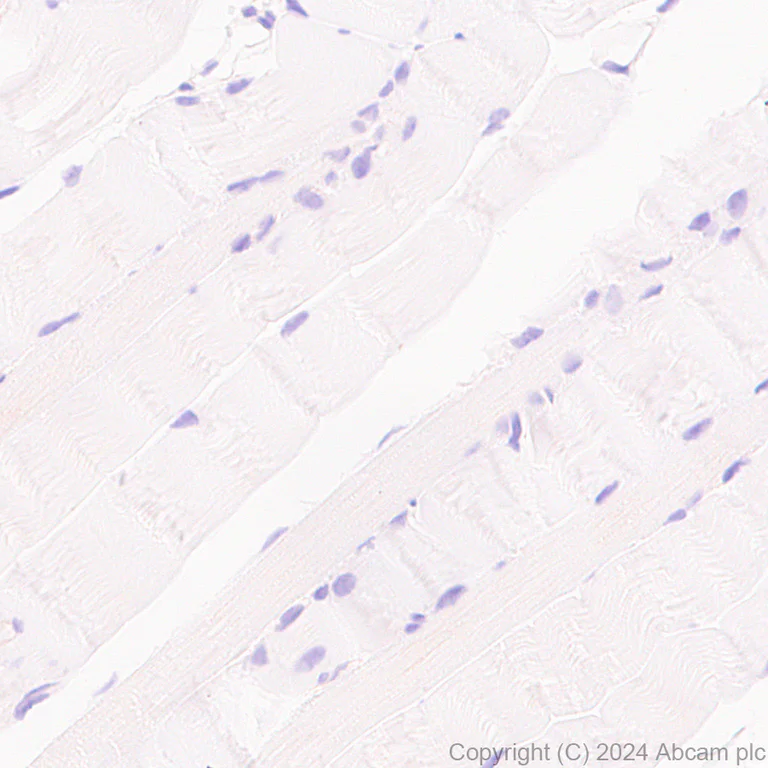 Immunohistochemistry (Formalin/PFA-fixed paraffin-embedded sections) - Anti-MANBA antibody [EPR27977-48] - BSA and Azide free (AB317497)