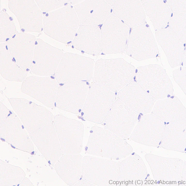 Immunohistochemistry (Formalin/PFA-fixed paraffin-embedded sections) - Anti-MANBA antibody [EPR27977-48] - BSA and Azide free (AB317497)