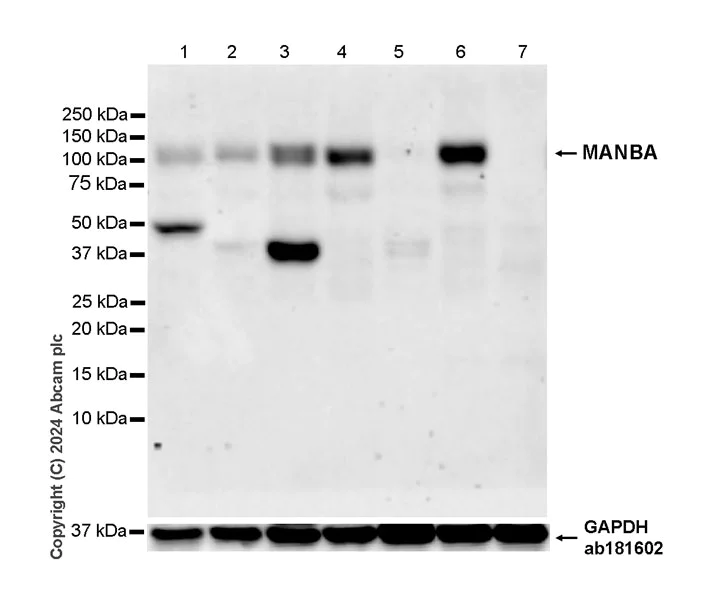 Western blot - Anti-MANBA antibody [EPR27977-48] - BSA and Azide free (AB317497)