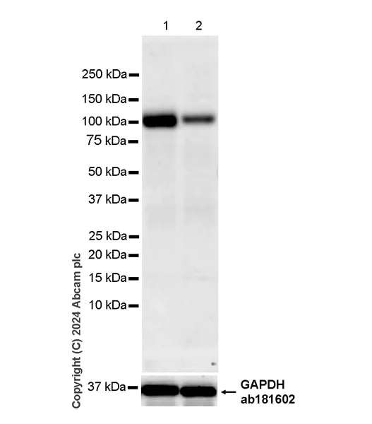 Western blot - Anti-MANBA antibody [EPR27977-48] - BSA and Azide free (AB317497)