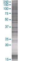 SDS-PAGE - Manic Fringe overexpression 293T lysate (whole cell) (AB94183)