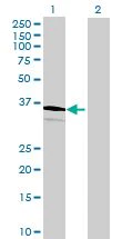 Western blot - Manic Fringe overexpression 293T lysate (whole cell) (AB94183)