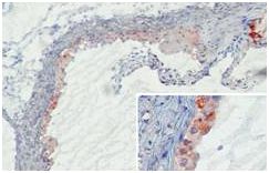 Immunohistochemistry (Frozen sections) - Anti-Mannan Binding Lectin/MBL antibody [14D12] (AB106046)