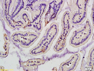 Immunohistochemistry (Formalin/PFA-fixed paraffin-embedded sections) - Anti-Mannan Binding Lectin/MBL antibody (AB203303), expandable thumbnail