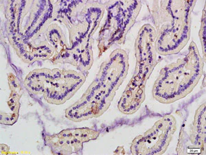 Immunohistochemistry (Formalin/PFA-fixed paraffin-embedded sections) - Anti-Mannan Binding Lectin/MBL antibody (AB203303)