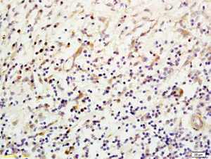 Immunohistochemistry (Formalin/PFA-fixed paraffin-embedded sections) - Anti-Mannan Binding Lectin/MBL antibody (AB203303)