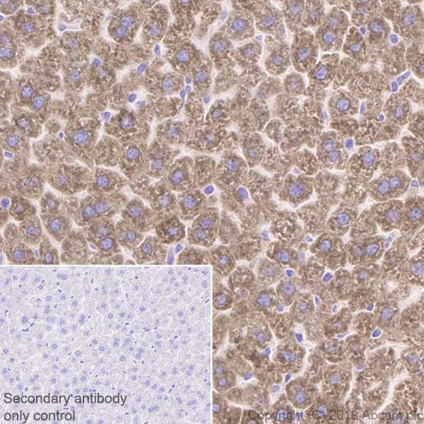 Immunohistochemistry (Formalin/PFA-fixed paraffin-embedded sections) - Anti-Mannan Binding Lectin/MBL antibody [EPR18381-83] - BSA and Azide free (AB236550), expandable thumbnail