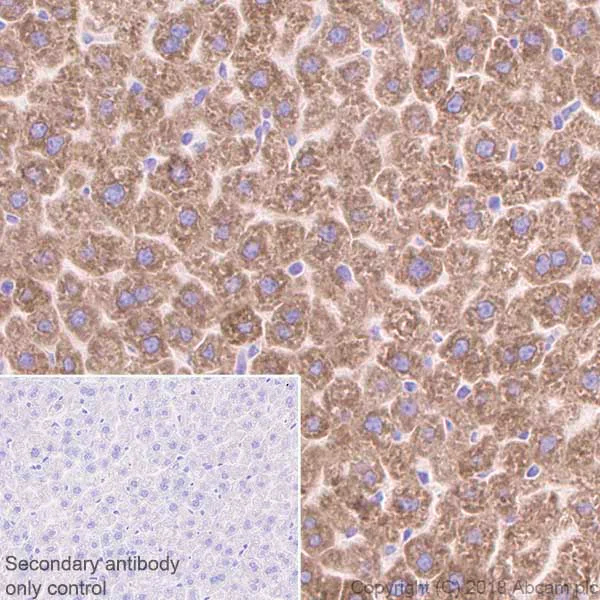 Immunohistochemistry (Formalin/PFA-fixed paraffin-embedded sections) - Anti-Mannan Binding Lectin/MBL antibody [EPR18381-83] - BSA and Azide free (AB236550)