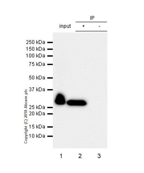 Immunoprecipitation - Anti-Mannan Binding Lectin/MBL antibody [EPR18381-83] - BSA and Azide free (AB236550), expandable thumbnail