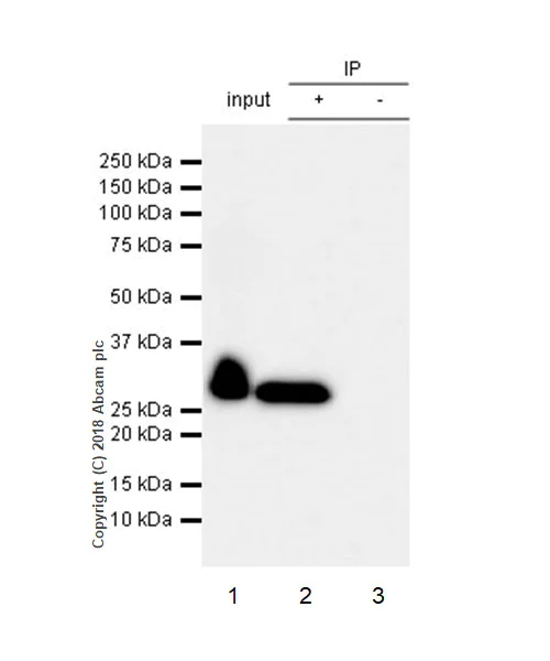 Immunoprecipitation - Anti-Mannan Binding Lectin/MBL antibody [EPR18381-83] - BSA and Azide free (AB236550)