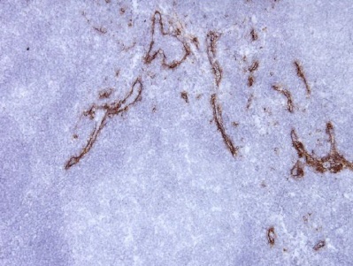 Immunohistochemistry (Frozen sections) - Anti-Mannose Receptor antibody [15-2] (AB8918), expandable thumbnail