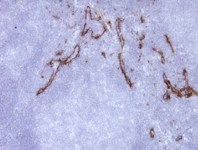 Immunohistochemistry (Frozen sections) - Anti-Mannose Receptor antibody [15-2] (AB8918)