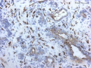 Immunohistochemistry (Frozen sections) - Anti-Mannose Receptor antibody [15-2] (AB8918)