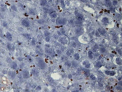 Immunohistochemistry (Frozen sections) - Anti-Mannose Receptor antibody [15-2] (AB8918)