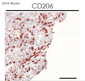 Immunohistochemistry (Frozen sections) - Anti-Mannose Receptor antibody [15-2] (AB8918)