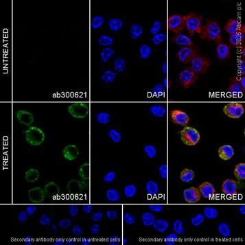 Immunocytochemistry/ Immunofluorescence - Anti-Mannose Receptor antibody [EPR25215-277] - BSA and Azide free (AB300622)