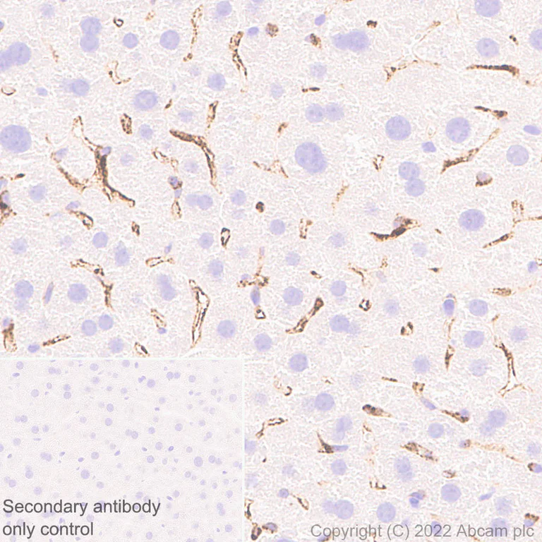 Anti-Mannose Receptor antibody [EPR25215-277] - BSA and