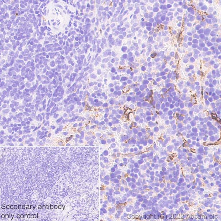 Immunohistochemistry (Formalin/PFA-fixed paraffin-embedded sections) - Anti-Mannose Receptor antibody [EPR25215-277] - BSA and Azide free (AB300622)