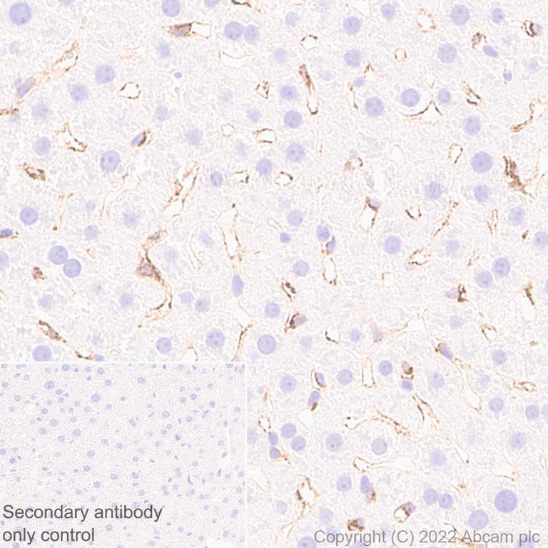 Immunohistochemistry (Formalin/PFA-fixed paraffin-embedded sections) - Anti-Mannose Receptor antibody [EPR25215-277] - BSA and Azide free (AB300622)
