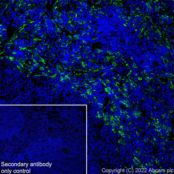 Immunohistochemistry (Frozen sections) - Anti-Mannose Receptor antibody [EPR25215-277] - BSA and Azide free (AB300622)