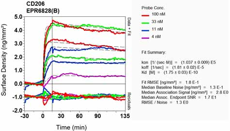 OI-RD Scanning - Anti-Mannose Receptor antibody [EPR6828(B)] (AB125028), expandable thumbnail