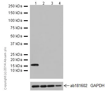Western blot - Anti-Map17 antibody [EPR16827] - BSA and Azide free (AB251286)