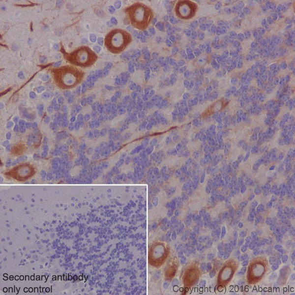 Immunohistochemistry (Formalin/PFA-fixed paraffin-embedded sections) - Anti-MAP1A antibody [EPR18993] (AB184349)