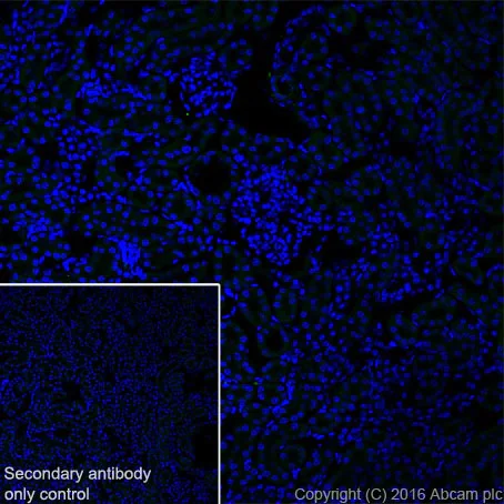 Immunohistochemistry (Frozen sections) - Anti-MAP1A antibody [EPR18993] (AB184349)