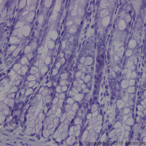 Immunohistochemistry (Formalin/PFA-fixed paraffin-embedded sections) - Anti-MAP1A antibody [EPR18993] - BSA and Azide free (ab250746), expandable thumbnail