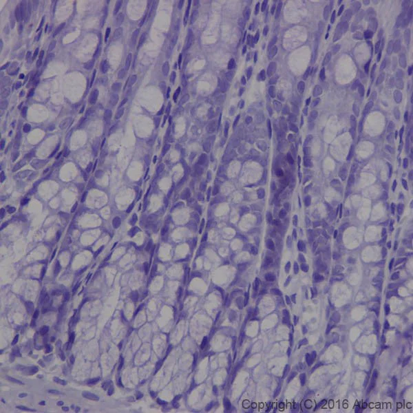 Immunohistochemistry (Formalin/PFA-fixed paraffin-embedded sections) - Anti-MAP1A antibody [EPR18993] - BSA and Azide free (AB250746)