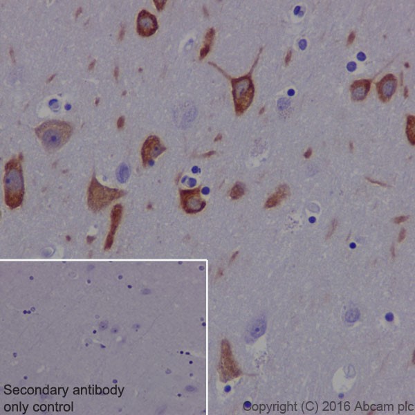 Immunohistochemistry (Formalin/PFA-fixed paraffin-embedded sections) - Anti-MAP1A antibody [EPR18993] - BSA and Azide free (AB250746), expandable thumbnail