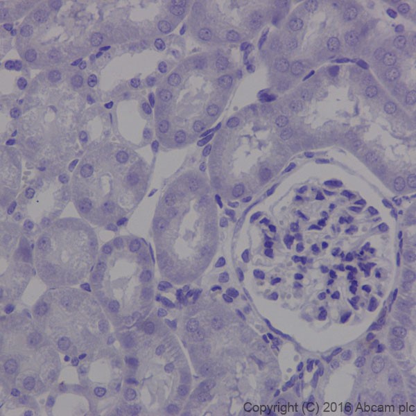 Immunohistochemistry (Formalin/PFA-fixed paraffin-embedded sections) - Anti-MAP1A antibody [EPR18993] - BSA and Azide free (AB250746), expandable thumbnail