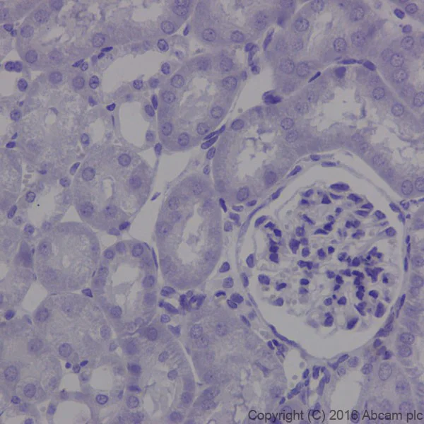 Immunohistochemistry (Formalin/PFA-fixed paraffin-embedded sections) - Anti-MAP1A antibody [EPR18993] - BSA and Azide free (AB250746)