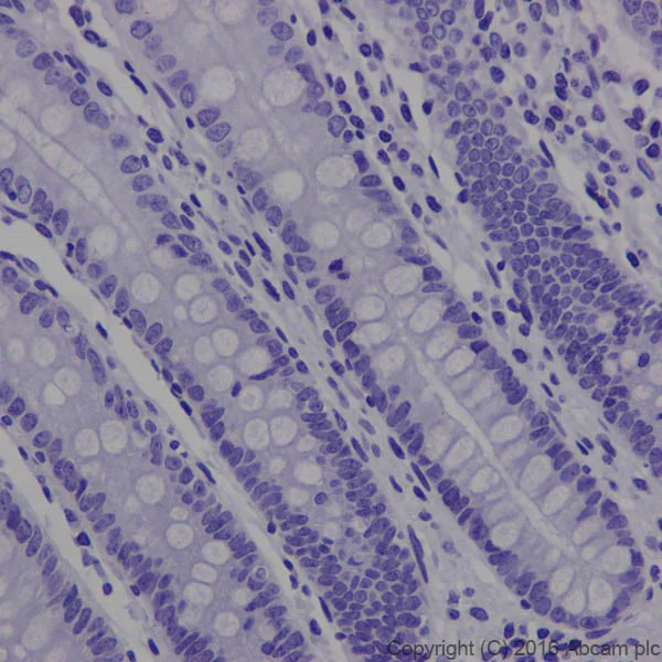 Immunohistochemistry (Formalin/PFA-fixed paraffin-embedded sections) - Anti-MAP1A antibody [EPR18993] - BSA and Azide free (AB250746)