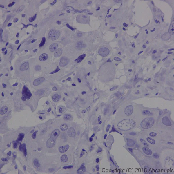 Immunohistochemistry (Formalin/PFA-fixed paraffin-embedded sections) - Anti-MAP1A antibody [EPR18993] - BSA and Azide free (AB250746)