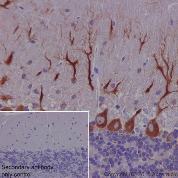 Immunohistochemistry (Formalin/PFA-fixed paraffin-embedded sections) - Anti-MAP1A antibody [EPR18993] - BSA and Azide free (ab250746), expandable thumbnail