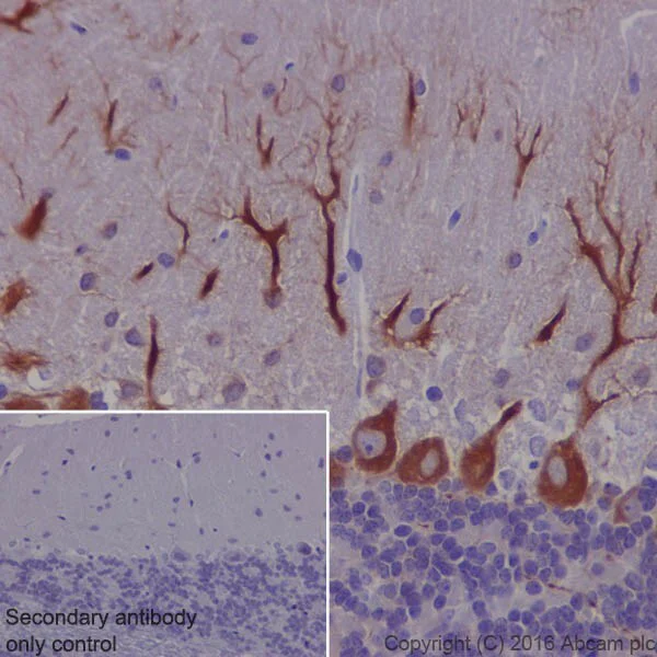 Immunohistochemistry (Formalin/PFA-fixed paraffin-embedded sections) - Anti-MAP1A antibody [EPR18993] - BSA and Azide free (AB250746)