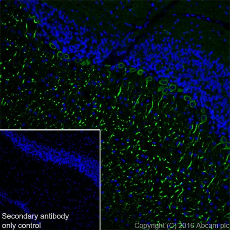 Immunohistochemistry (Frozen sections) - Anti-MAP1A antibody [EPR18993] - BSA and Azide free (ab250746), expandable thumbnail
