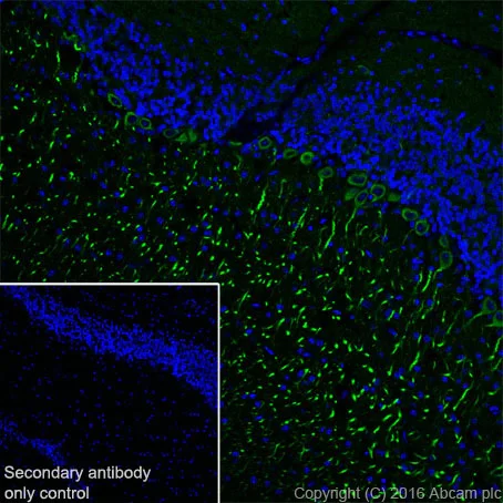 Immunohistochemistry (Frozen sections) - Anti-MAP1A antibody [EPR18993] - BSA and Azide free (AB250746)