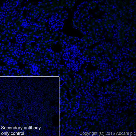 Immunohistochemistry (Frozen sections) - Anti-MAP1A antibody [EPR18993] - BSA and Azide free (ab250746), expandable thumbnail