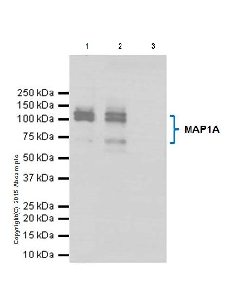 Immunoprecipitation - Anti-MAP1A antibody [EPR18993] - BSA and Azide free (ab250746), expandable thumbnail